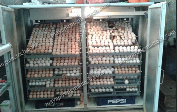 Các loại máy ấp trứng gà, phân loại theo đặc điểm từng loại