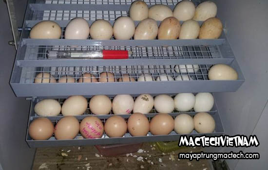 Máy ấp trứng bao nhiêu ngày thì nở