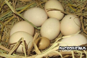 Trứng gà so bao nhiêu calo, ăn nhiều trứng có tốt không