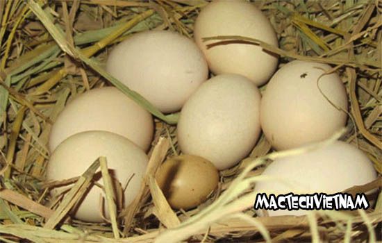 Cách ấp trứng gà không cần máy ấp trứng, tỉ lệ nở 80%