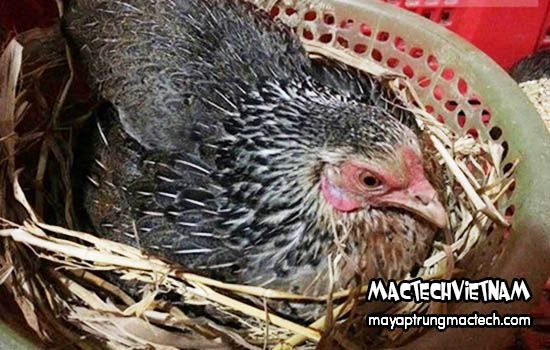 Hướng dẫn cách nuôi gà đẻ nhiều trứng
