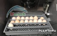 Ấp trứng bằng máy ấp trứng Mactech