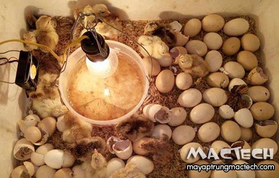 sơ đồ nguyên lý máy ấp trứng thùng xốp