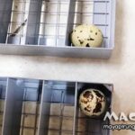 Cách sử dụng máy ấp trứng chim cút Mactech cho tỉ lệ nở cao