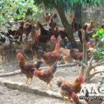 Kỹ thuật nuôi gà thả vườn