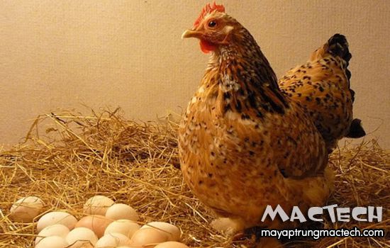 Các giống gà chuyên trứng hiện nay