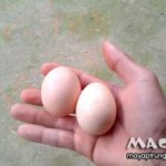 Trứng gà ta có màu gì? Trắng, trắng hồng, nâu hay màu cà cuống