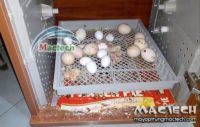 Kinh nghiệm mua bán máy ấp trứng gà cũ