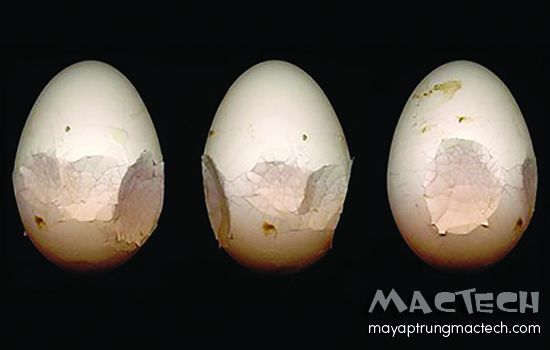Gà đẻ trứng non, nguyên nhân và cách khắc phục