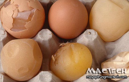Gà đẻ trứng non, nguyên nhân và cách khắc phục