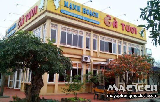 Gà Mạnh Hoạch là loại gà gì