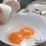 Trứng vịt 2 lòng đỏ, giá trị dinh dưỡng cao như không ấp được
