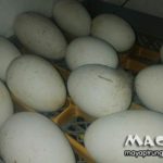 Cách sử dụng máy ấp trứng ngỗng Mactech cho tỉ lệ nở cao nhất