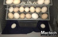 Máy ấp trứng Mactech ấp bị sát vỏ