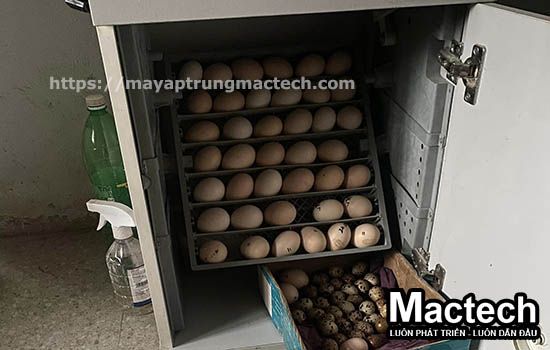 Máy ấp trứng Mactech