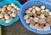 Các lỗi thường gặp khi ấp trứng bằng máy