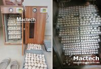 Có nên mở máy ra kiểm tra khi đang ấp trứng không