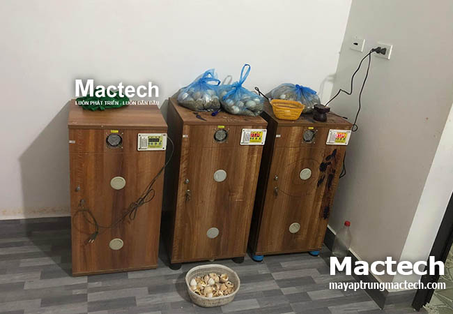 Ấp trứng vào mùa hè