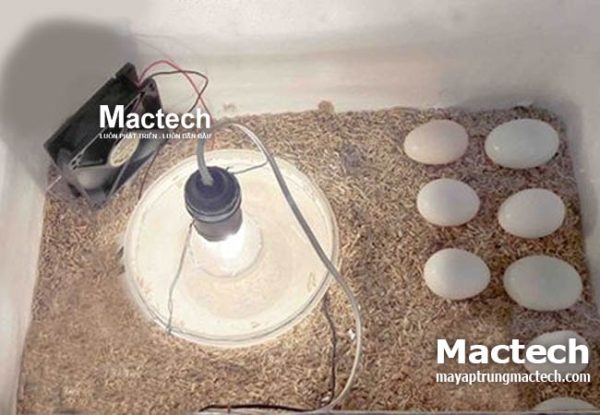 Máy ấp trứng tự chế