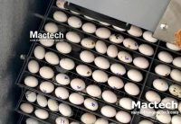 Ấp trứng bằng máy