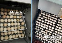 Ấp trứng bằng máy
