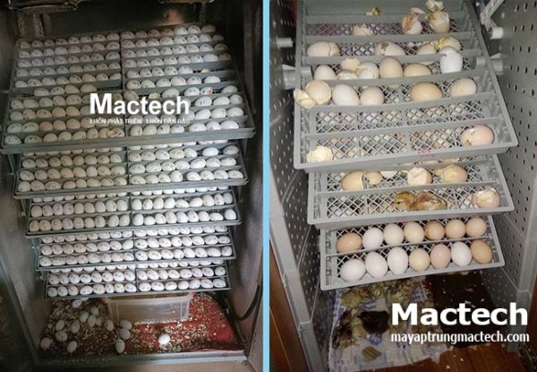 Ấp trứng bằng máy