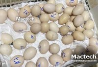 Ấp trứng bằng máy