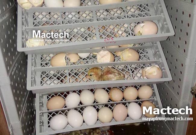 Ấp trứng bằng máy