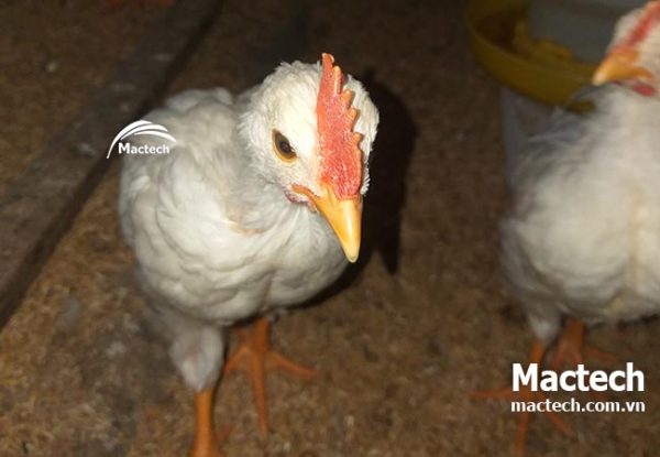 Vì sao trứng hay chết phôi ở giai đoạn đầu khi ấp mùa hè
