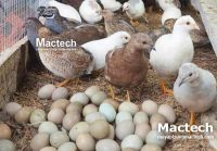 Nhiệt độ ấp trứng gà Rutin