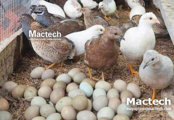 Nhiệt độ ấp trứng gà Rutin