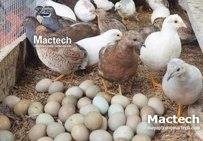 Nhiệt độ ấp trứng gà Rutin