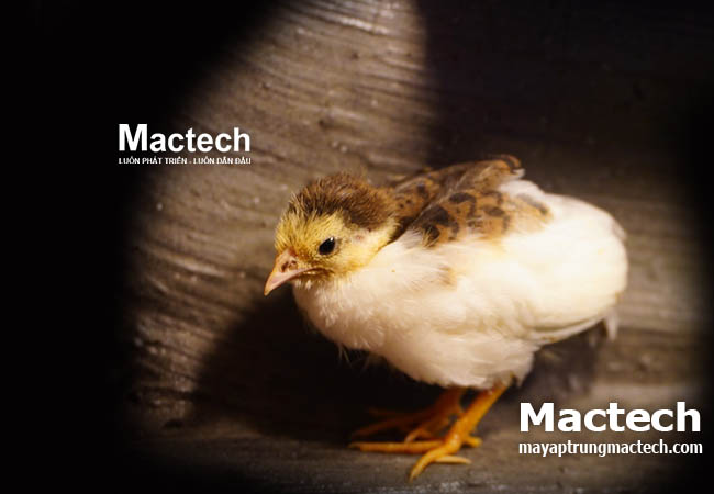 Nhiệt độ ấp trứng gà Rutin