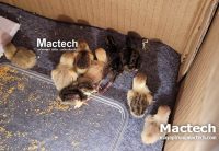 Độ ẩm khi ấp trứng gà rutin