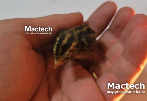 Độ ẩm khi ấp trứng gà rutin