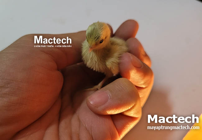 Độ ẩm khi ấp trứng gà rutin