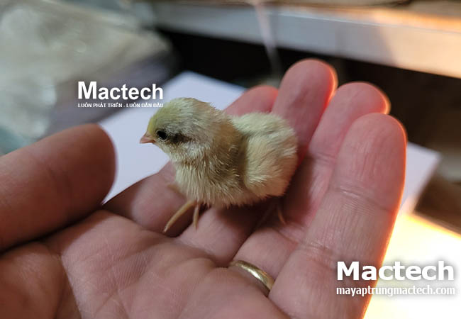 Độ ẩm khi ấp trứng gà rutin