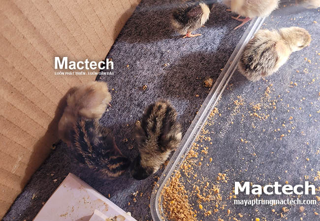 Ấp trứng gà Rutin mùa lạnh cần chú ý những gì