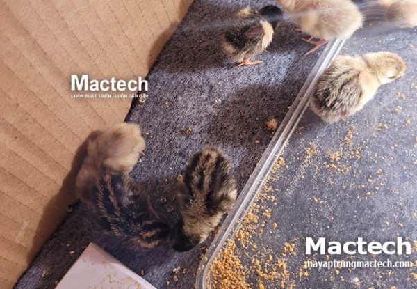 Độ ẩm khi ấp trứng gà rutin