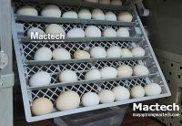 Máy ấp trứng Mactech