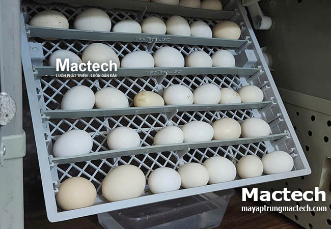 Máy ấp trứng Mactech