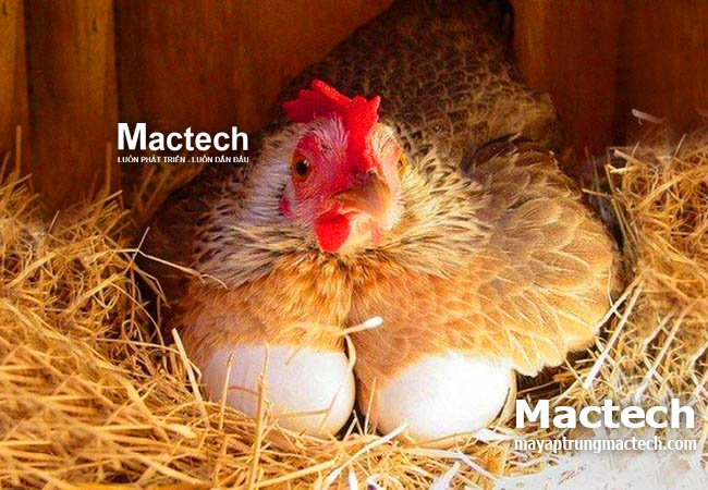 Gà mái ấp trứng