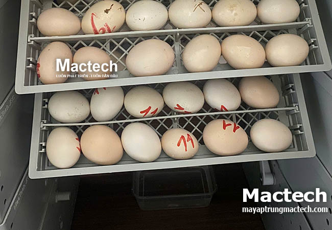 Máy ấp 100 trứng
