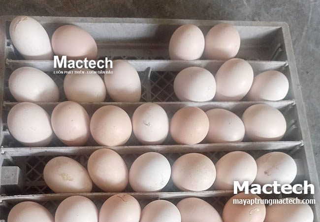 Máy ấp 100 trứng